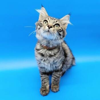 Worcestershire -  Domestic Long Hair Cat for Adoption in Springfield, Missouri - Worcestershire | PetCurious