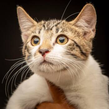 Kristoff -  Domestic Short Hair Cat for Adoption in Buffalo, New York - Kristoff | PetCurious