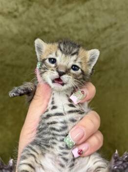 MABLE -  Domestic Short Hair Cat for Adoption in Riverside, California - MABLE | PetCurious