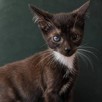 Covert Carl -  Domestic Short Hair Cat for Adoption in Fredericksburg, Virginia - Covert Carl | PetCurious