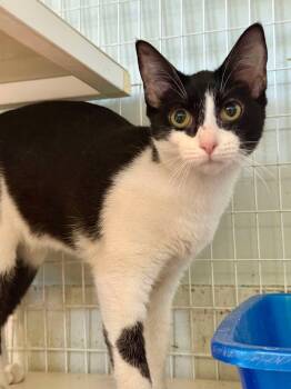 Rescue Domestic Short Hair Cats for Adoption in Kingsland, Georgia - Lyric | PetCurious