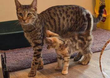 Duchess in foster care -  Domestic Short Hair Cat for Adoption in Ellicott City, Maryland - Duchess In Foster Care | PetCurious