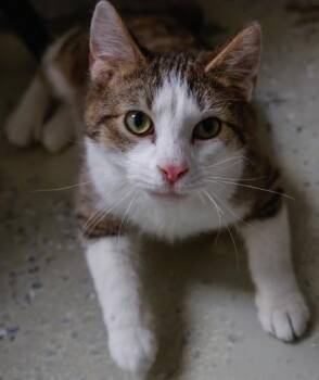 Domestic Short Hair Cats Available for Adoption - Torch | PetCurious