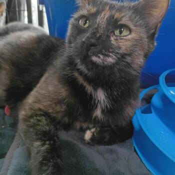 Brioche -  Domestic Short Hair Cat for Adoption in Morgantown, West Virginia - Brioche | PetCurious