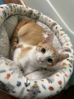 Rescue Domestic Short Hair Cats for Adoption in Ball Ground, Georgia - Stevia | PetCurious