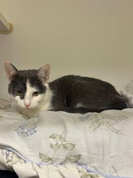 Maisie (Conklin) -  Domestic Short Hair Cat for Adoption in Johnson City, Tennessee - Maisie (Conklin) | PetCurious