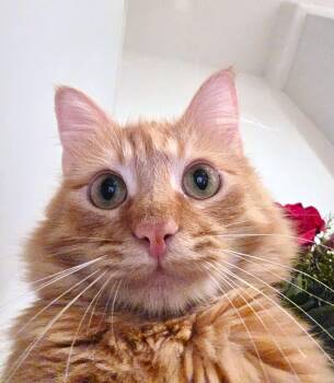 Walton -  Domestic Medium Hair Cat for Adoption in Villa Park, California - Walton | PetCurious