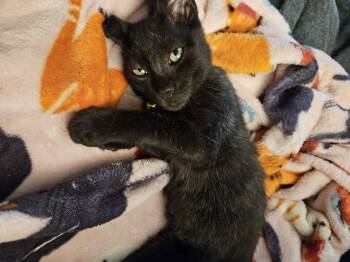Rescue Domestic Short Hair Cats for Adoption in Lawrenceville, Georgia - Bosco | PetCurious