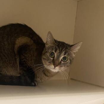 Domestic Short Hair Cats Available for Adoption in Dayton, Ohio - Irina | PetCurious