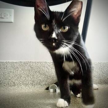 Hamtaro -  Domestic Short Hair Cat for Adoption in Chicago, Illinois - Hamtaro | PetCurious