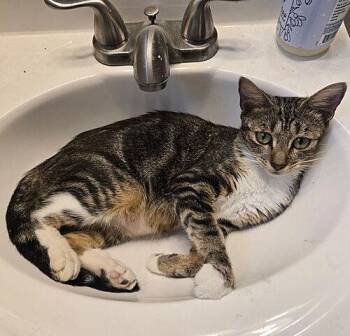 Mama Georgia -  Domestic Short Hair Cat for Adoption in Tampa, Florida - Mama Georgia | PetCurious