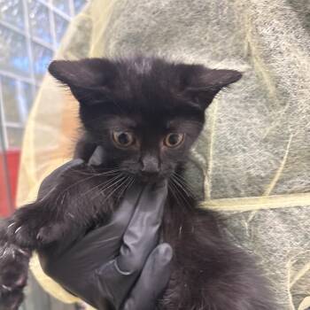 Charlotte -  Domestic Short Hair Cat for Adoption in West Palm Beach, Florida - Charlotte | PetCurious