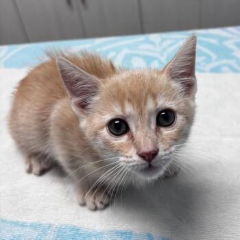 Cromwell -  Domestic Short Hair Cat for Adoption in Riverside, California - Cromwell | PetCurious