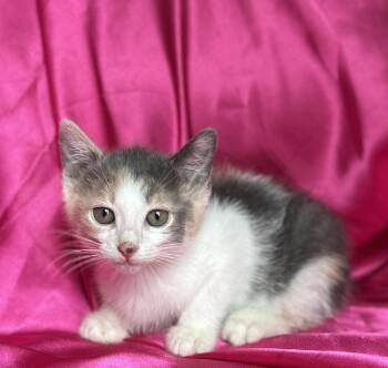 Dilute Calico Cats Available for Adoption in Rowland Heights, California - LIZZY | PetCurious