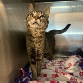 Tabby and Domestic Short Hair Cats Available for Adoption in Antioch, California - Buffy | PetCurious