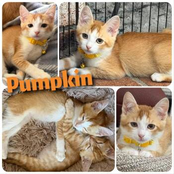 Pumpkin -  Domestic Short Hair Cat for Adoption in Hollister, California - Pumpkin | PetCurious