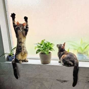 The Twins -  American Shorthair Cat for Adoption in Allen, Texas - The Twins | PetCurious
