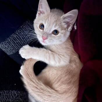 Rescue Domestic Short Hair Cats for Adoption in Fairway, Kansas - Frankie | PetCurious