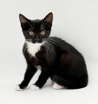 Mako - she cannot be any cuter or cuddlier -  Tuxedo Cat for Adoption in Bedford Hills, New York - Mako - She Cannot Be Any Cuter Or Cuddlier | PetCurious