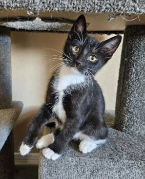 Dream -  Domestic Short Hair Cat Available for Adoption in Tucson, Arizona - Dream | PetCurious