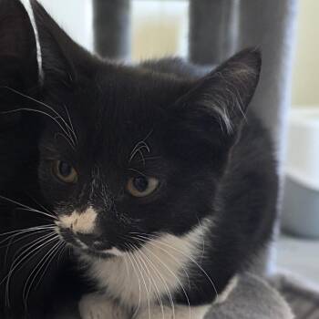 Domestic Short Hair Cats Available for Adoption - Fable | PetCurious