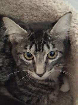 Hollyhock -  Domestic Short Hair Cat for Adoption in Oviedo, Florida - Hollyhock | PetCurious