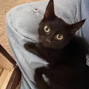 Osiris -  Domestic Short Hair Cat for Adoption in Nampa, Idaho - Osiris | PetCurious