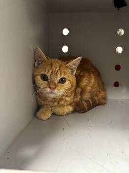 Domestic Short Hair Cats Available for Adoption in Greenfield, Indiana - Wilder | PetCurious