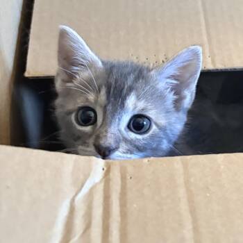 Siracha 29 -  Domestic Short Hair Cat for Adoption in Austin, Texas - Siracha 29 | PetCurious