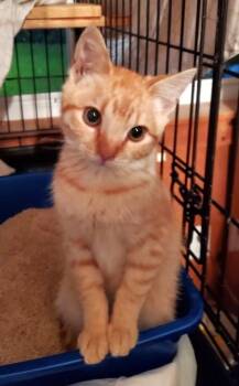 Rescue Tabby and British Shorthair Cats for Adoption in Ypsilanti, Michigan - Audley Freed | PetCurious