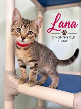 Lana -  Domestic Short Hair Cat for Adoption in Kingsland, Georgia - Lana | PetCurious