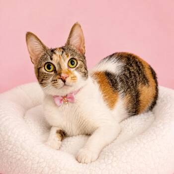 Helium -  Domestic Short Hair Cat for Adoption in Binghamton, New York - Helium | PetCurious
