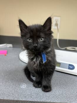 Rescue Domestic Short Hair Cats for Adoption in Kennewick, Washington - MacAron | PetCurious