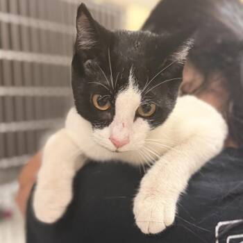 Tux -  Domestic Short Hair Cat for Adoption in Titusville, Florida - Tux | PetCurious