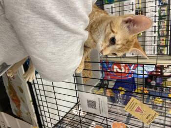 Rescue Domestic Short Hair Cats for Adoption in Salinas, California - Ginger | PetCurious