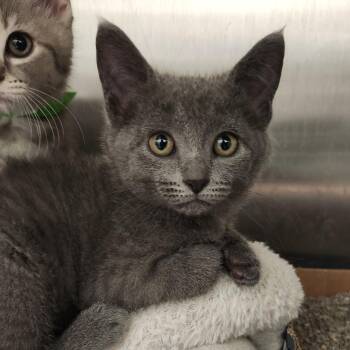 Meep -  Domestic Short Hair Cat for Adoption in Fort Wayne, Indiana - Meep | PetCurious