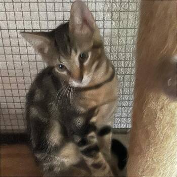 Leo 26-07-027 -  Domestic Short Hair Cat for Adoption in Bastrop, Texas - Leo 26-07-027 | PetCurious