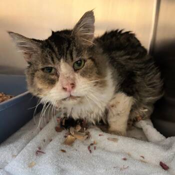 Herbert -  Domestic Medium Hair Cat for Adoption in Lindon, Utah - Herbert | PetCurious