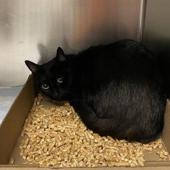 WAGS-Stray-22144 -  Domestic Short Hair Cat for Adoption in Westminster, California - WAGS-Stray-22144 | PetCurious