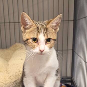 Domestic Short Hair Cats Available for Adoption in Muncie, Indiana - Sidewalk Chalk | PetCurious