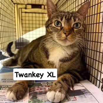 Twankey XL -  Domestic Short Hair Cat for Adoption in Philadelphia, Pennsylvania - Twankey XL | PetCurious