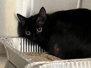 BETHANY -  Domestic Short Hair Cat for Adoption in Tustin, California - BETHANY | PetCurious