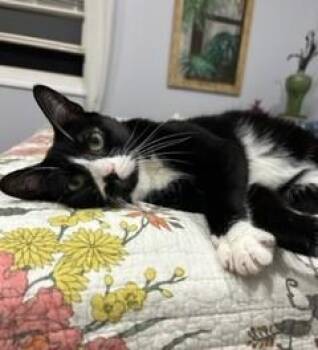 Rescue Domestic Short Hair Cats for Adoption in Closter, New Jersey - Lovey | PetCurious