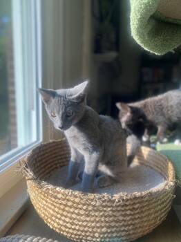 Dorian -  Domestic Short Hair Cat for Adoption in Dayton, Ohio - Dorian | PetCurious