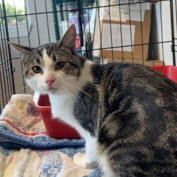 Domestic Short Hair Cats Available for Adoption in Bolivar, Missouri - Jinx | PetCurious