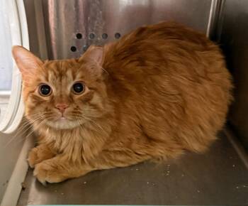 Domestic Long Hair Cats Available for Adoption in Columbia, Tennessee - Tangerine | PetCurious