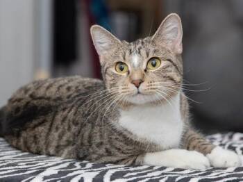 Domestic Short Hair Cats Available for Adoption - ANGORA | PetCurious