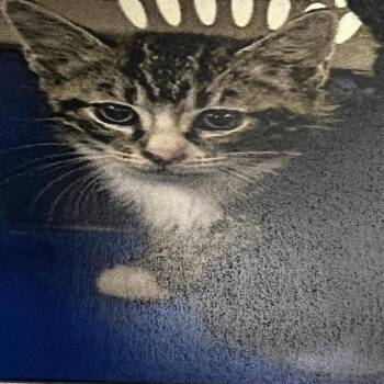 Domestic Short Hair Cats Available for Adoption in Winston-salem, North Carolina - Cruz(orange) | PetCurious