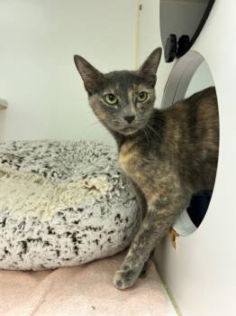 Rescue Domestic Short Hair Cats for Adoption in Hayward, California - WENDY | PetCurious