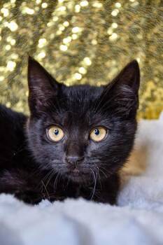 Flarrietta -  Domestic Short Hair Cat for Adoption in Yakima, Washington - Flarrietta | PetCurious